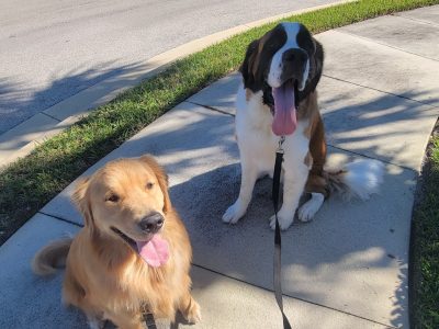 Obedience, Puppy, Behavior Help
